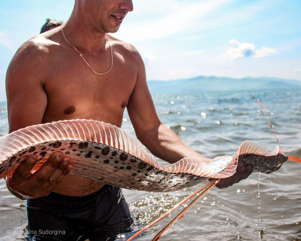 極東で初 巨大な珍魚リュウグウノツカイ発見 目撃者の証言【写真】 極東で初 巨大な珍魚リュウグウノツカイ発見 目撃者の証言【写真】 - Sputnik 日本