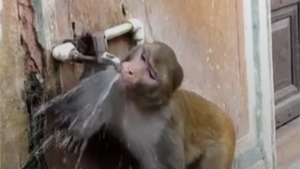 水を大切に　サルだって地球のことを考えている - Sputnik 日本