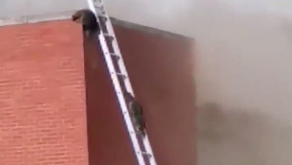 米国インディアナ州　火事で立ち往生のアライグマ　消防士が屋根の上から救出 - Sputnik 日本