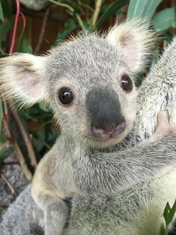 豪州 一番可愛いコアラが選ばれる 豪州 一番可愛いコアラが選ばれる - Sputnik 日本