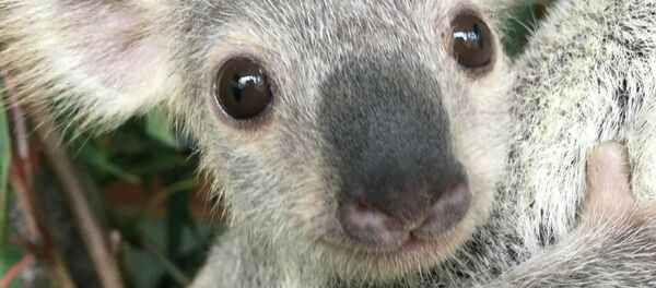 豪州　一番可愛いコアラが選ばれる - Sputnik 日本