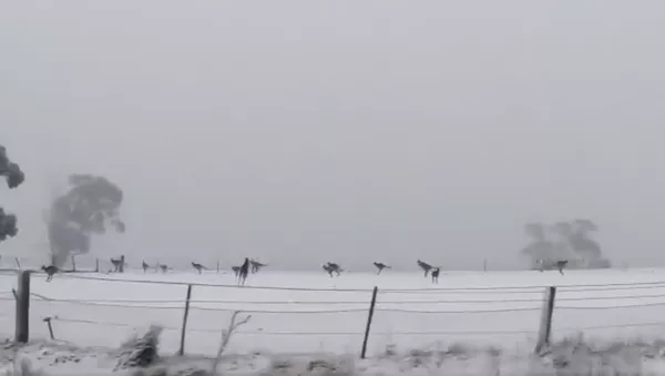 とっても好奇心旺盛: オーストラリアでカンガルーたちが雪に大喜び