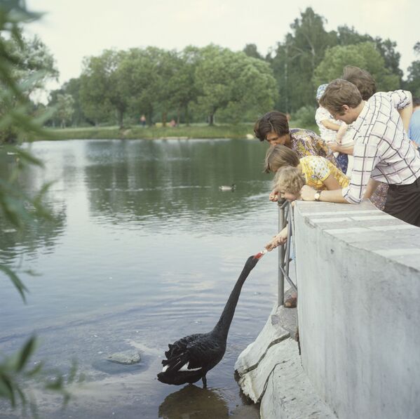黒鳥に餌を与える少女　ロシア科学アカデミー中央植物園　1979年 - Sputnik 日本