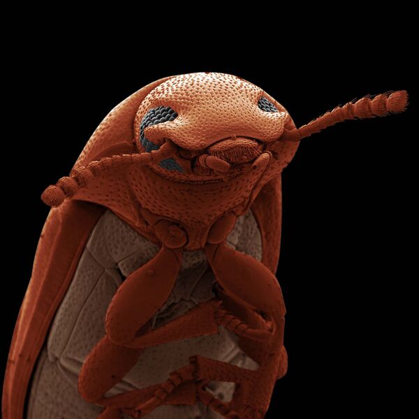 作品「困惑した甲虫（Confused flour beetle）」撮影：デヴィッド・スピアース、穀物や小麦製品にはびこる甲虫 - Sputnik 日本
