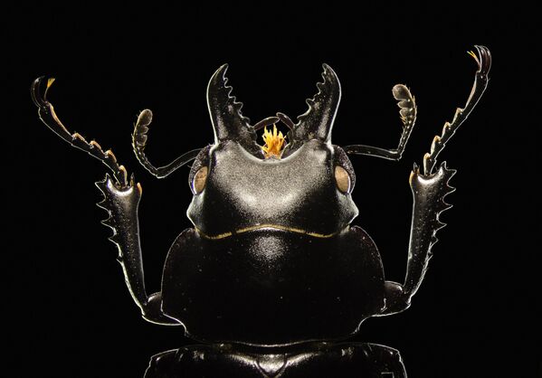 作品「クワガタムシ（Stag beetle）」撮影：ヴィクトル・シコラ、5倍の倍率で撮影 - Sputnik 日本