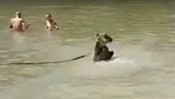ロシアで調教師の女性がクマを川で水浴びさせる - Sputnik 日本