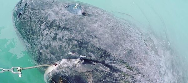 戦国時代生まれのサメ発見 グリーンランド 戦国時代生まれのサメ発見 グリーンランド - Sputnik 日本