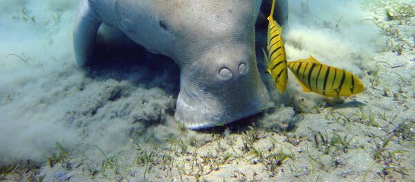 絶滅危惧種レッドリストのジュゴン　プラスティックが原因で死亡　タイ - Sputnik 日本