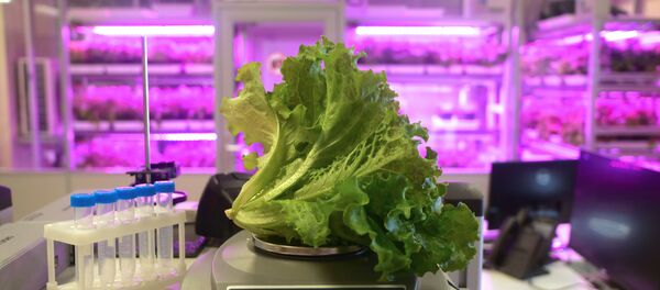 パナソニックの工場野菜　 - Sputnik 日本