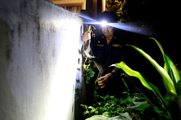 消防隊員で ヘビ捕獲の名手のピニョ・プクピンヨ氏　ヘビを捕まえる瞬間 - Sputnik 日本