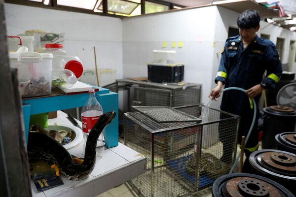 ヘビを入れる檻を洗う　バンコク消防署 - Sputnik 日本