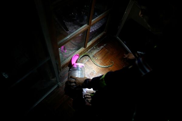 消防隊員で ヘビ捕獲の名手のピニョ・プクピンヨ氏　バンコクの住居に侵入したニシキヘビを捕獲 - Sputnik 日本
