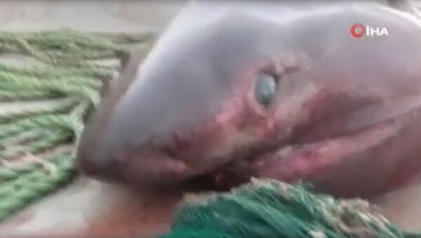 Пятиметровая акула весом примерно в одну тонну, выловленная в Эгейском море - Sputnik 日本