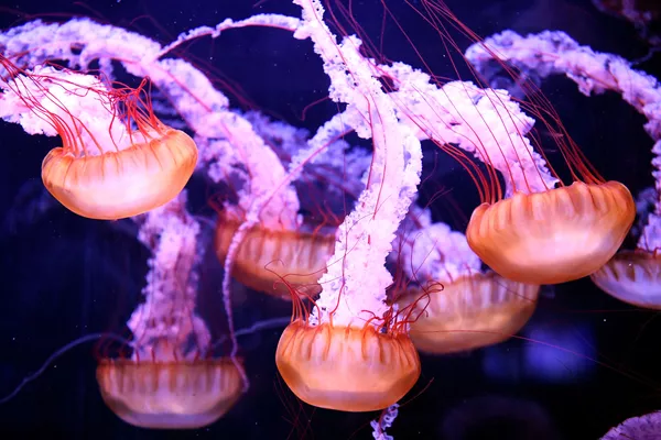 パリ水族館のクラゲ パリ水族館のクラゲ - Sputnik 日本