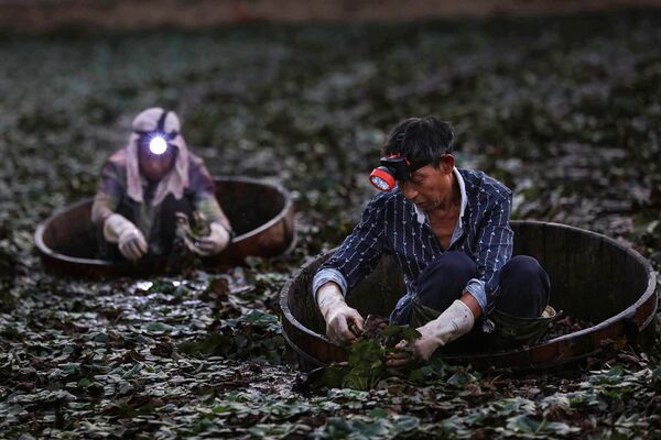 シログワイを収穫する中国の農家 - Sputnik 日本