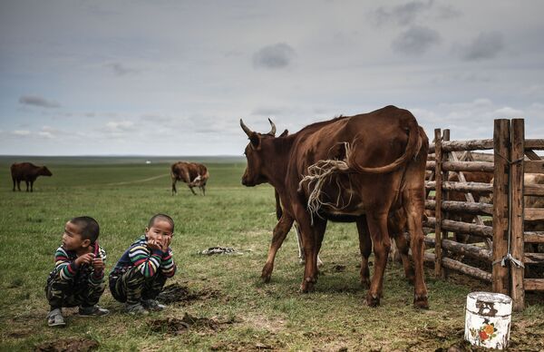 モンゴル　放牧牛と子どもたち - Sputnik 日本