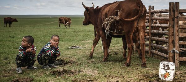 モンゴル　放牧牛と子どもたち - Sputnik 日本