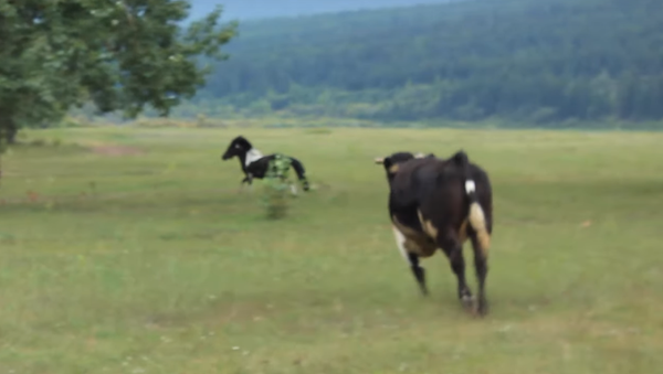 黒白ポニーを追跡した牛たち - Sputnik 日本