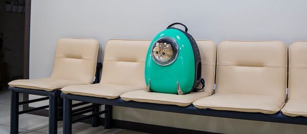 さびしくてかわいい　モスクワのネコの宇宙飛行士がSNSのスターに【写真】 - Sputnik 日本