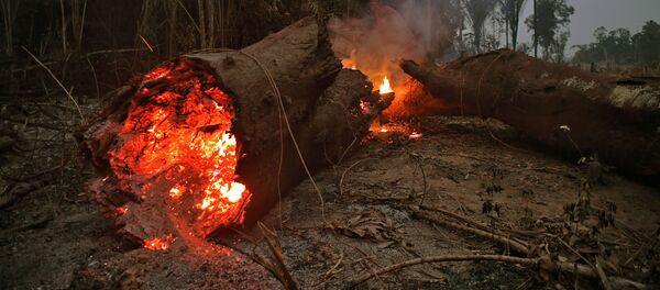 燃える木の幹 - Sputnik 日本