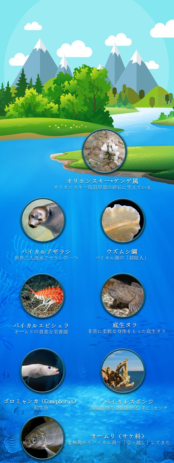 バイカル湖の主な固有種を見てみよう - Sputnik 日本