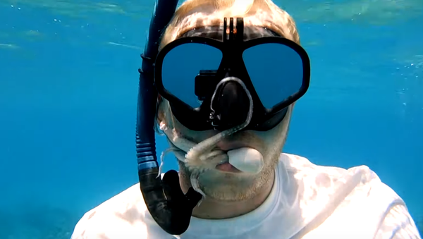 予想外の口内検査　蛸がダイバーの口の中に隠れようと試みる - Sputnik 日本