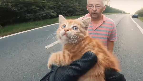 ライダーが救助！　道路にうずくまった小さくて怯えた子猫 - Sputnik 日本