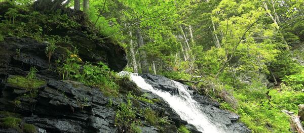 サハリン サハリン - Sputnik 日本