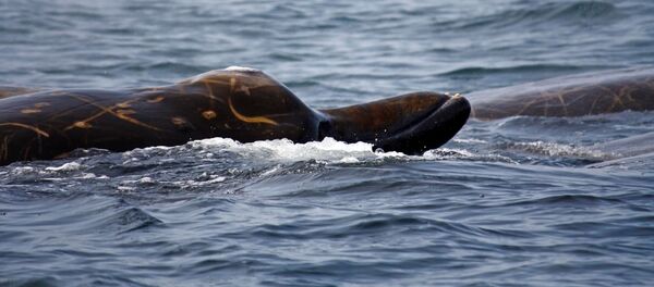 ベラルディウス・ミニマス ベラルディウス・ミニマス - Sputnik 日本
