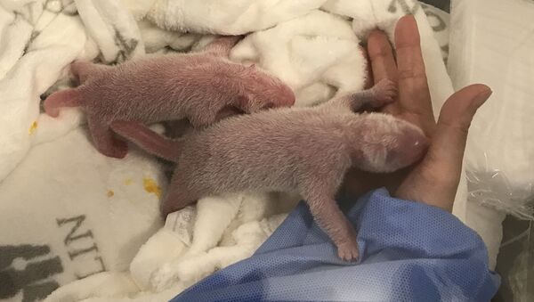パンダの双子の赤ちゃん - Sputnik 日本