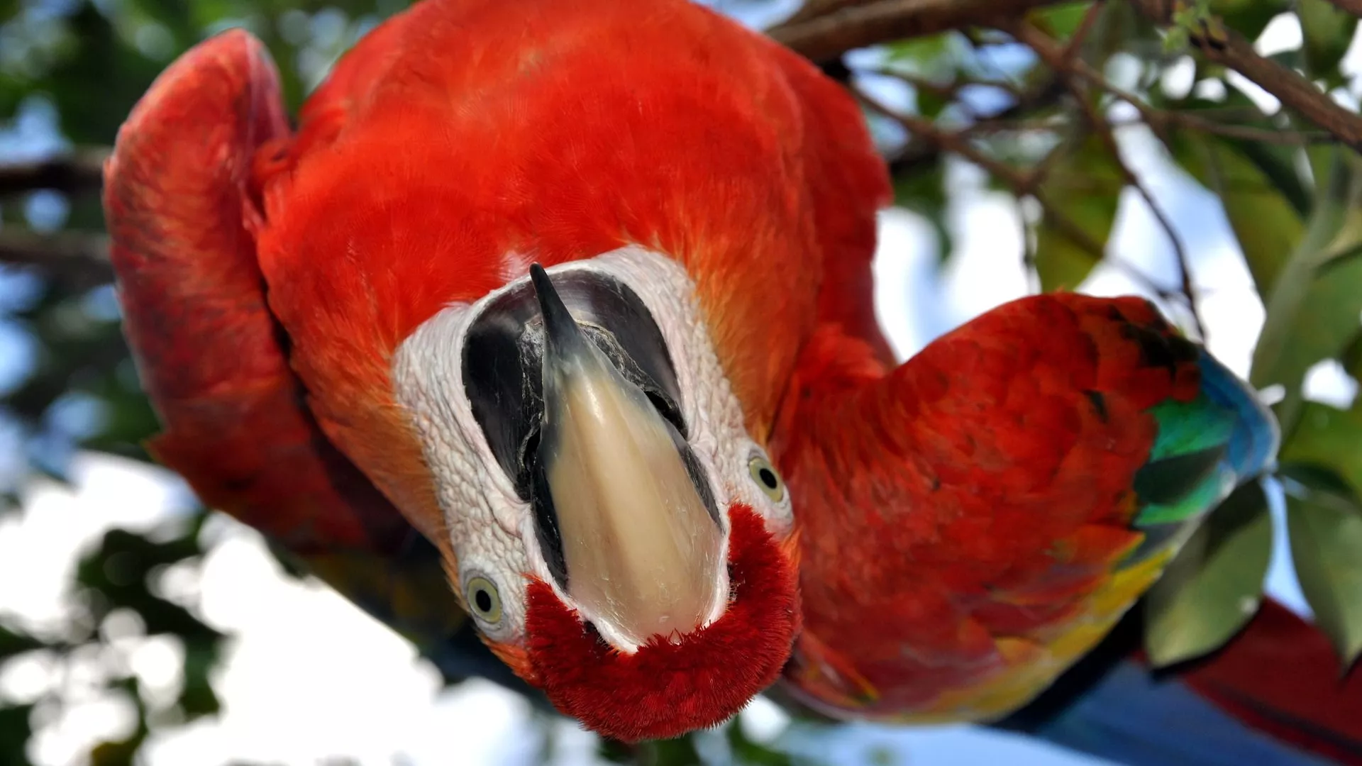 インコ