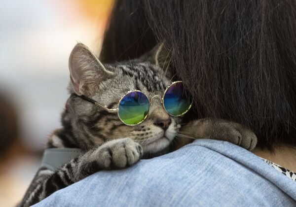 「Pet Expo Championship」でメガネをかけた猫　バンコク - Sputnik 日本