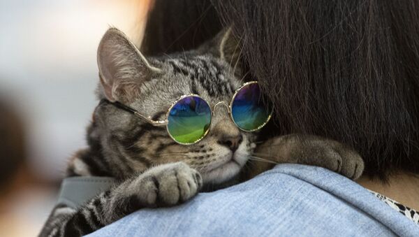 「Pet Expo Championship」でメガネをかけた猫　バンコク - Sputnik 日本