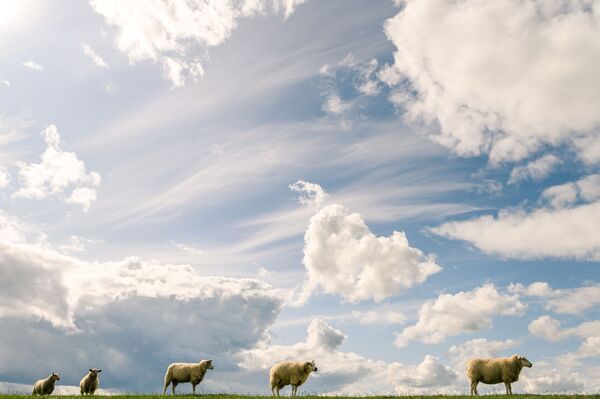 雲の下を行く羊の群れ　ドイツ - Sputnik 日本