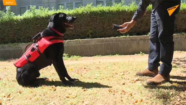 犬をリモコン操作：捜索活動中に犬に指示を与えるベストを開発 - Sputnik 日本