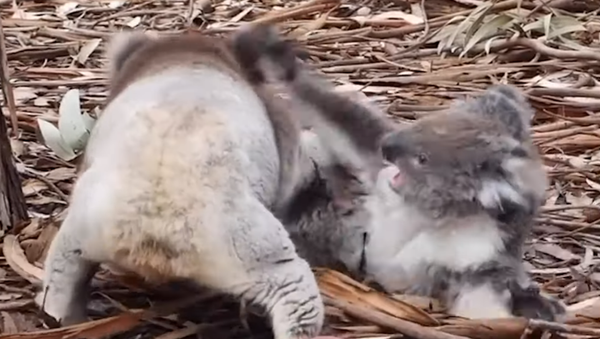 大きな叫び声：コアラの壮絶な争いをビデオ撮影 - Sputnik 日本