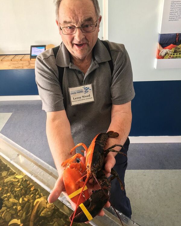 5千万分の1の確率！漁師が希少な2色のロブスターを捕獲【動画・写真】 - Sputnik 日本