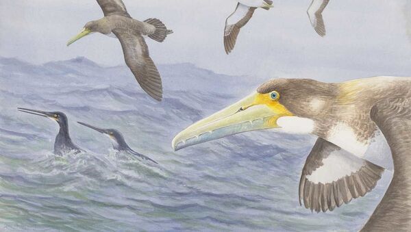 ニュージーランドで古代の海鳥の化石が見つかる　鳥の進化再考に役立つ - Sputnik 日本