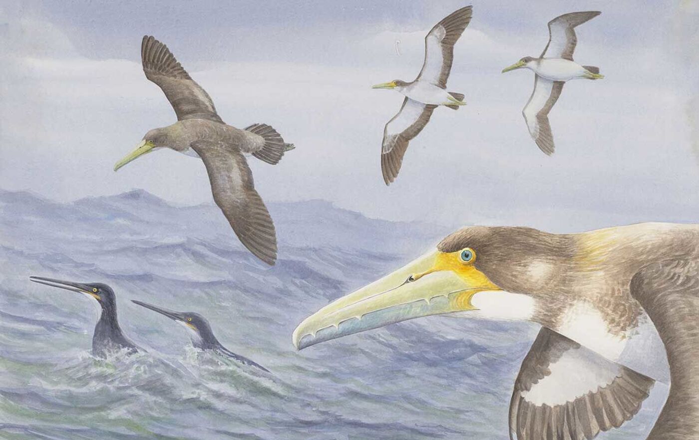 ニュージーランドで古代の海鳥の化石が見つかる 鳥の進化再考に役立つ