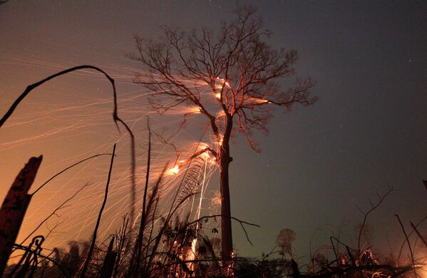 アマゾンの森林火災 - Sputnik 日本