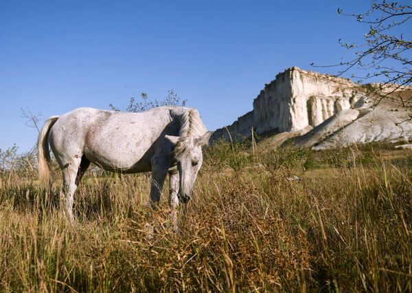 クリミアの放牧馬　ロシア - Sputnik 日本
