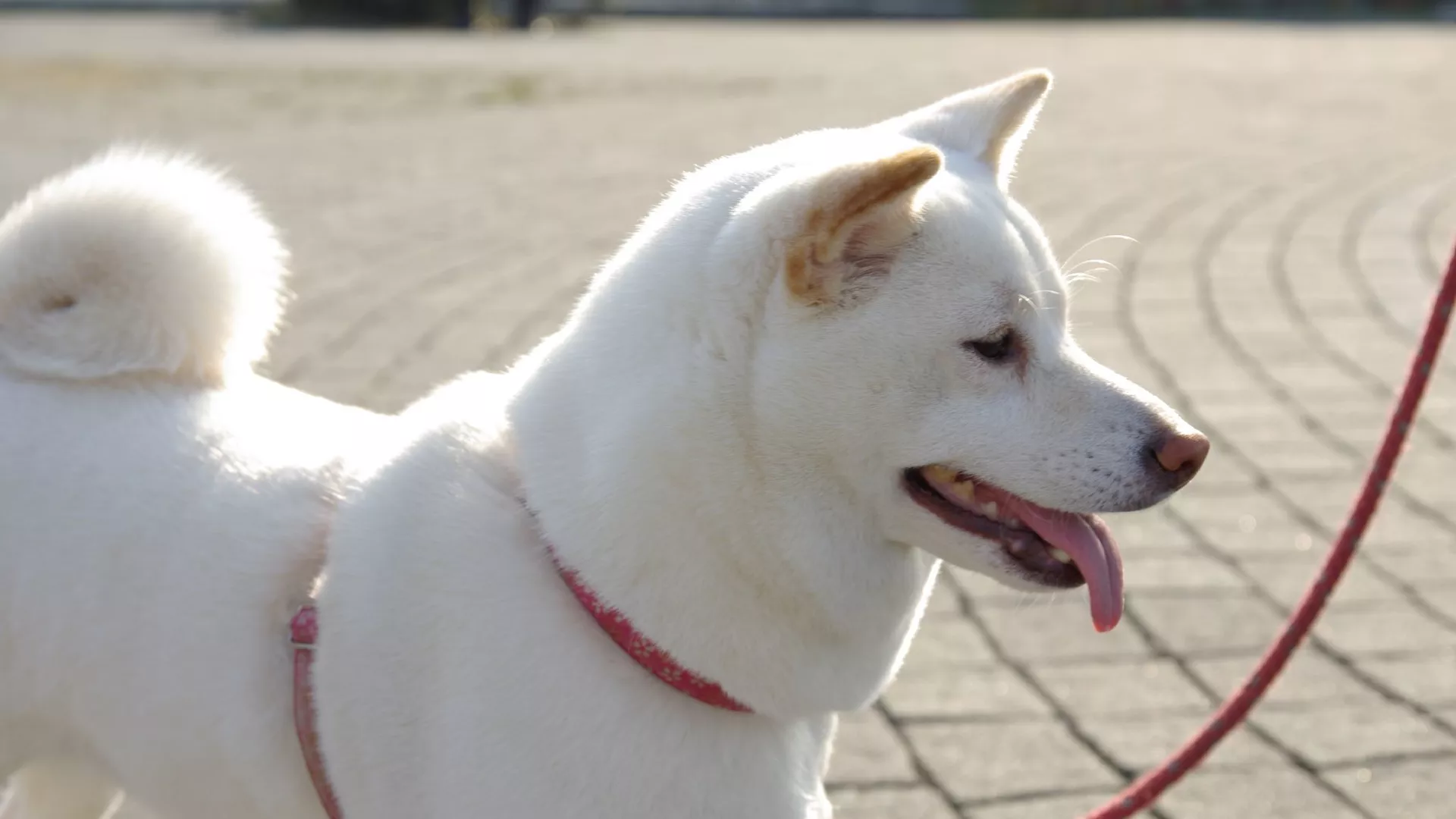 犬