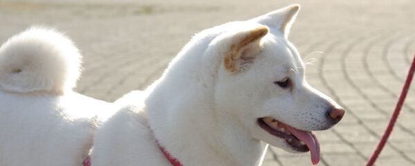 柴犬【アーカイブ】 柴犬【アーカイブ】 - Sputnik 日本