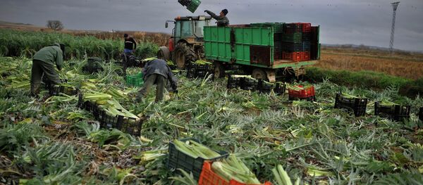 EU農家 制裁に対抗して導入されたロシアの禁輸措置で55億ユーロの損失 EU農家 制裁に対抗して導入されたロシアの禁輸措置で55億ユーロの損失 - Sputnik 日本