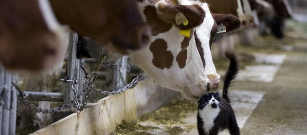 牛と猫 牛と猫 - Sputnik 日本
