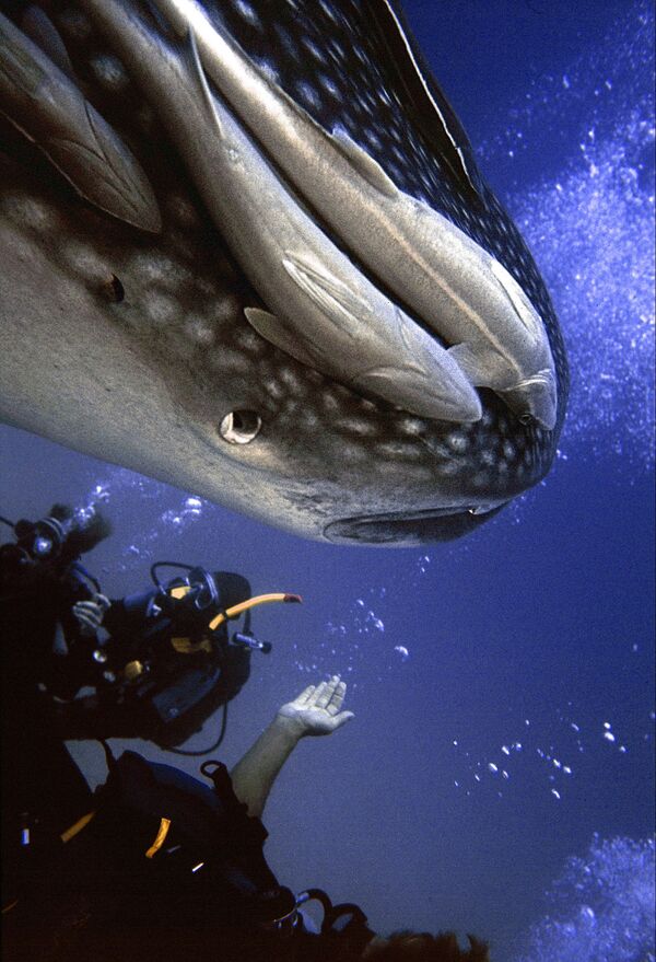 水深66フートでジンベイザメを見つめるダイバーら　ケニア　南部沿岸 - Sputnik 日本