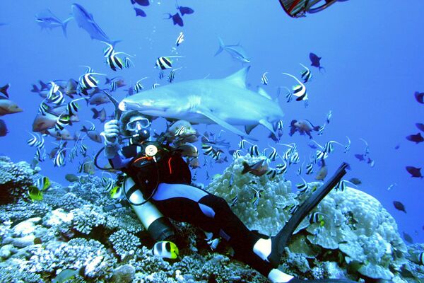 サメとダイバー　フランス領ポリネシア　モーレア島 - Sputnik 日本