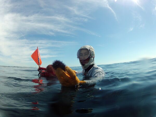 ウニを獲る女性ダイバー - Sputnik 日本