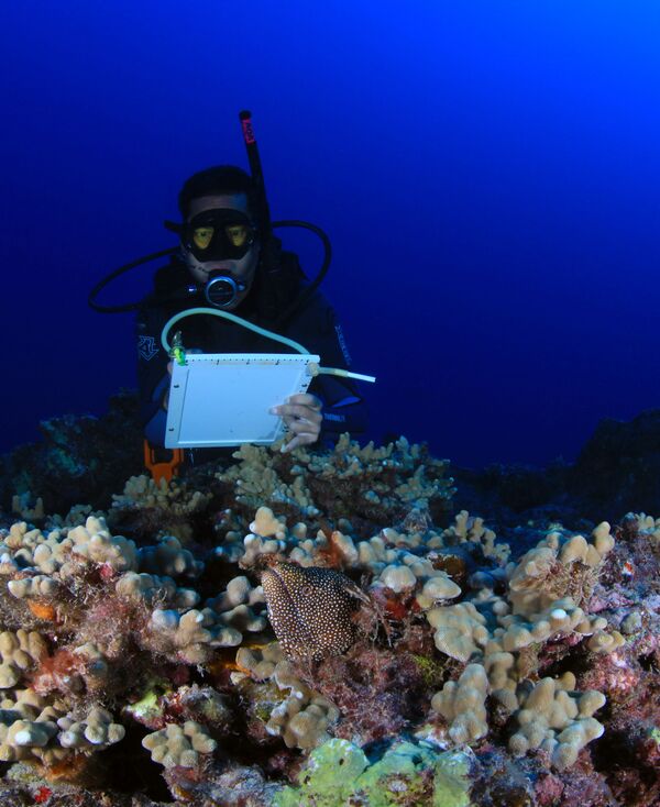 サンゴの間から姿を見せるトラウツボとサンゴ礁の研究者 - Sputnik 日本