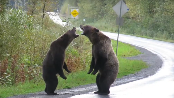 迫力のたたかい！　2匹の熊の大喧嘩をビデオ撮影　カナダ - Sputnik 日本